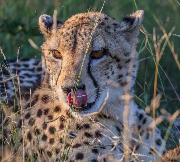 A cheetah is photographed licking its lips. A cheetah is photographed licking its lips.