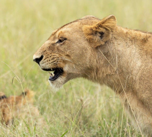 A member of the Southern Pride. A member of the Southern Pride.