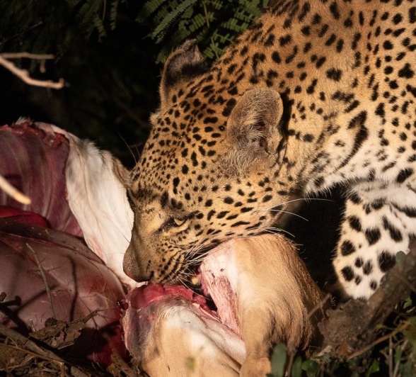 Ntsumi feasts on an antelope kill. Ntsumi feasts on an antelope kill.