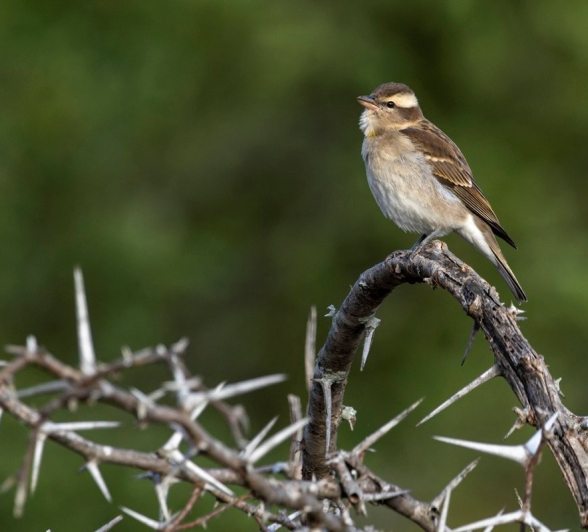 Sabi Sabi Benjamin Loon Bird Sabi Sabi Benjamin Loon Bird