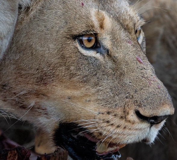 Close up of a lioness sinking her teeth into the buffalo