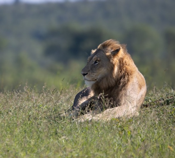 A male lion on the African plains.