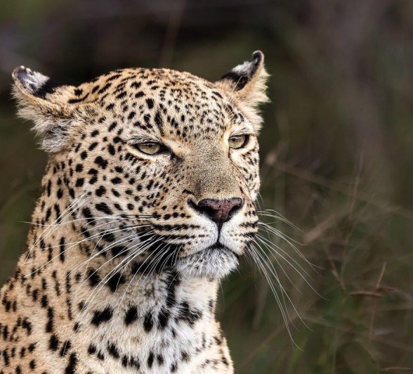 A34Coenraad Stapelberg Kigelia 220523 3