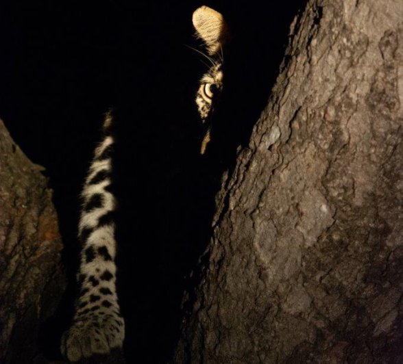 Peeking out from the shadows, the curious eye of Jasiri can be seen in the torch light as the leopard relaxes in a tree after dark.