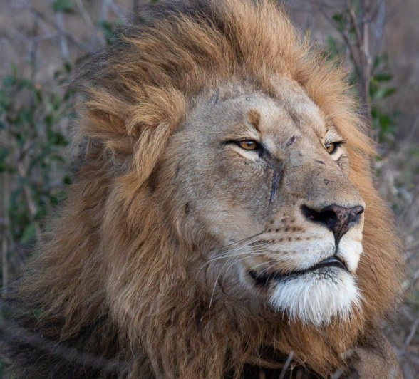 A Week in the Bush Vol. 472 | Sabi Sabi