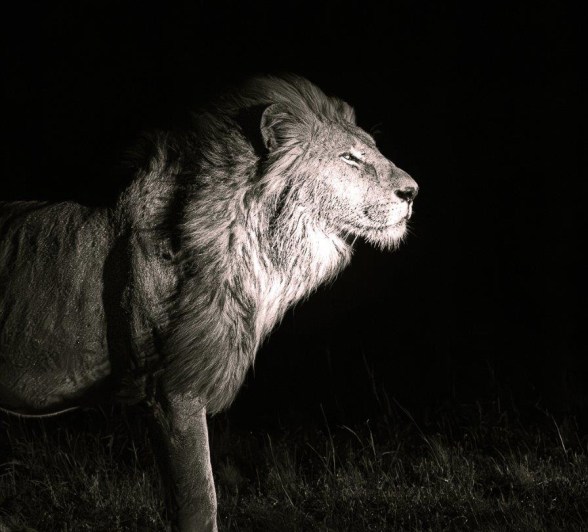 The Gijima male lion stands proud in the moon light. The Gijima male lion stands proud in the moon light.