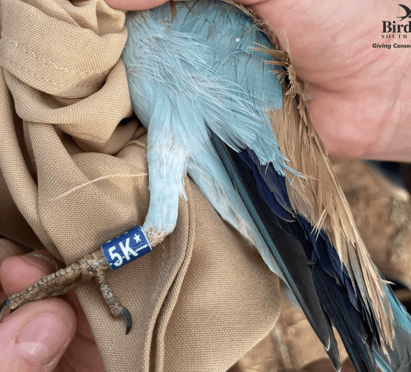 Sabi Sabi Private Game Reserve European Roller Close Up Tag