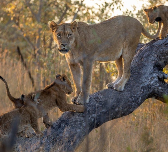 Southern Pride navigating through fallen trees Southern Pride navigating through fallen trees