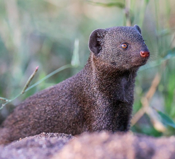 Hence their name, these are the smallest mongoose species Hence their name, these are the smallest mongoose species