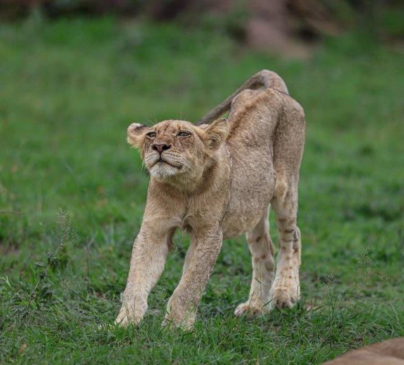 Sabi Sabi Ruan Mey Msuthlu Lion Stretches