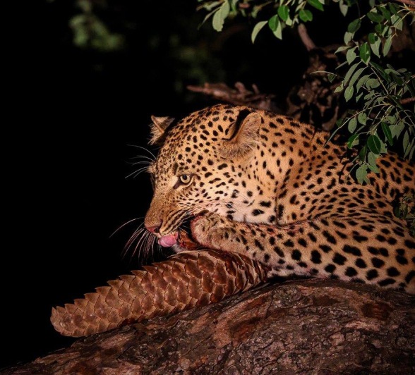 The leopard named Nkuwa sits in the tree with his latest meal, a Temminck's pangolin.