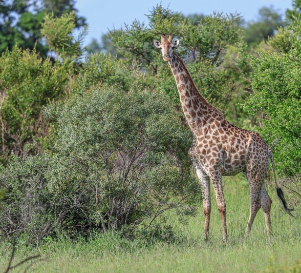 Sabi Sabi Ruan Mey Giraffe Sabi Sabi Ruan Mey Giraffe