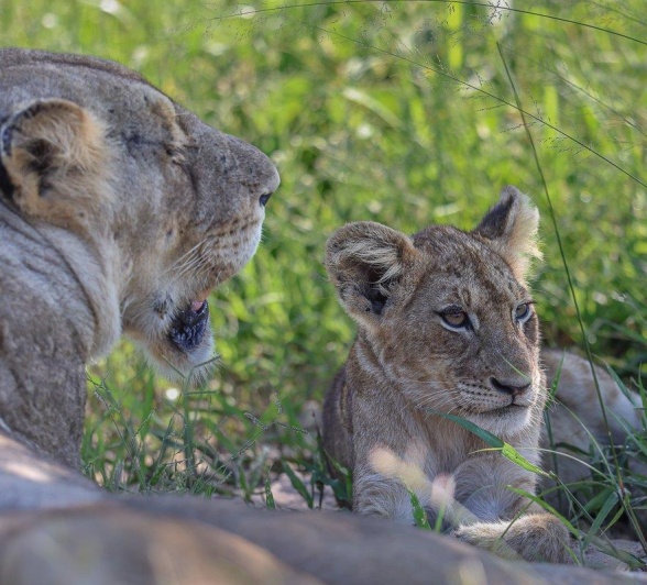 Sabi Sabi Ruan Mey Msuthlu Pride Adult Cub Sabi Sabi Ruan Mey Msuthlu Pride Adult Cub