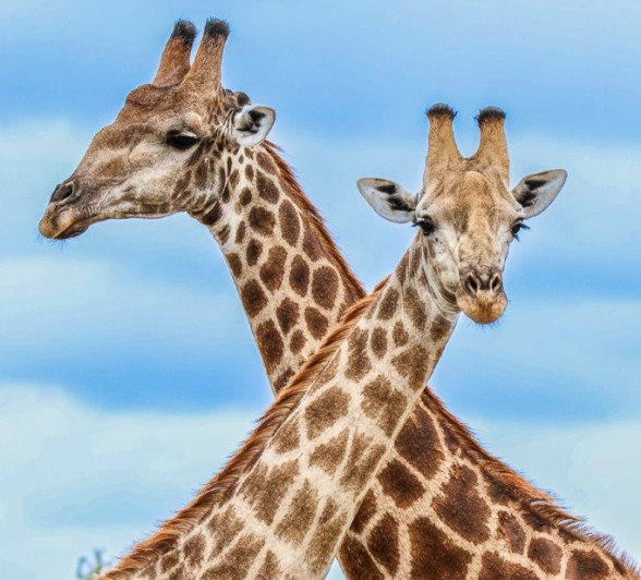 Two giraffes spotted on a game drive from Sabi Sabi.