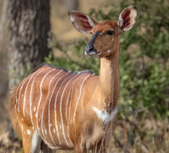 Sabi Sabi Ruan Mey Nyala Sabi Sabi Ruan Mey Nyala