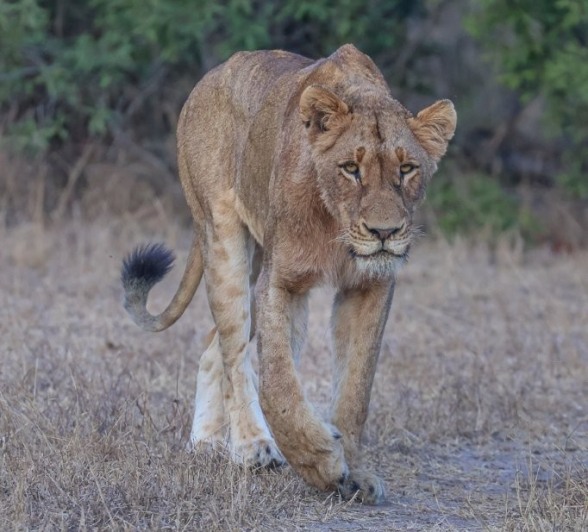 Sabi Sabi Ruan Mey Southern Pride