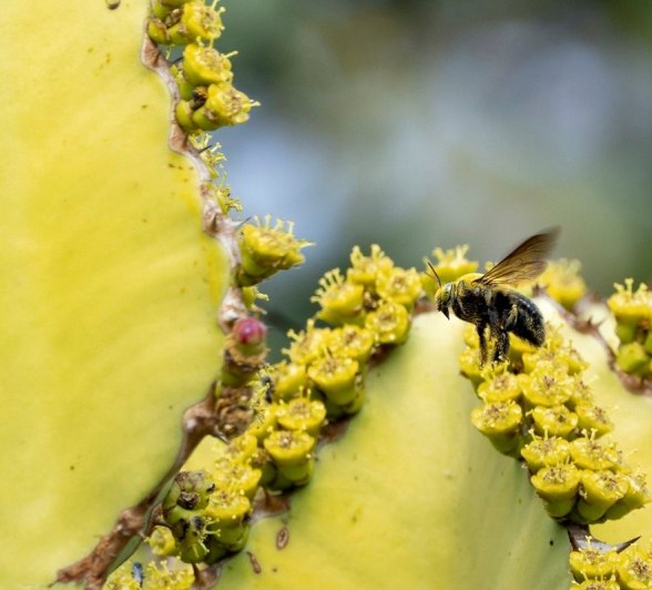 Sabi Sabi Benjamin Loon Bee Euphorbia