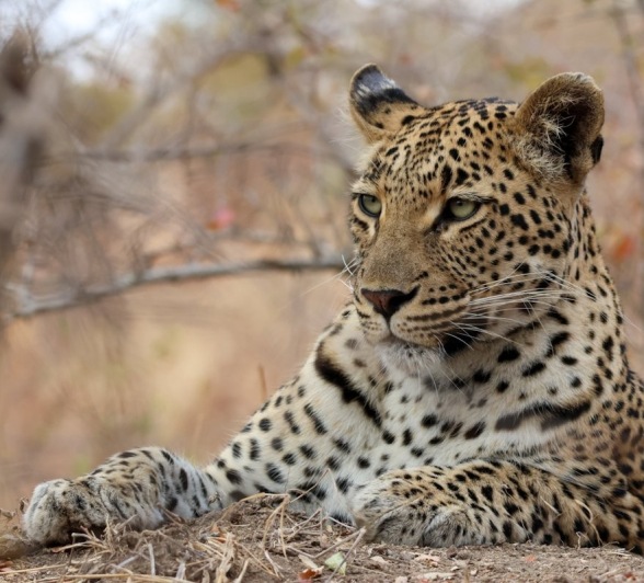 Sabi Sabi Jan Nel Golonyi Female Sabi Sabi Jan Nel Golonyi Female