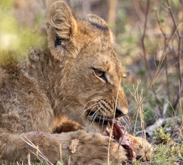 Sabi Sabi Ronald Mutero Styx Lion Sabi Sabi Ronald Mutero Styx Lion