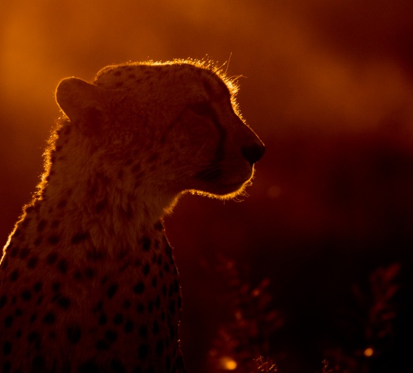 A cheetah is perfectly silhouetted by the setting sun.