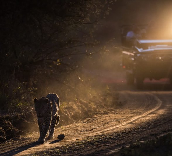 A leopard walks in front of a game viewer during a night drive. 