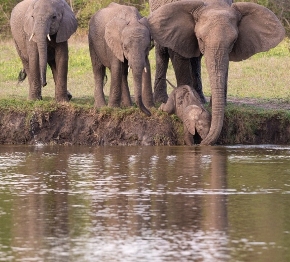 An elephant calf dips into the waterhole.