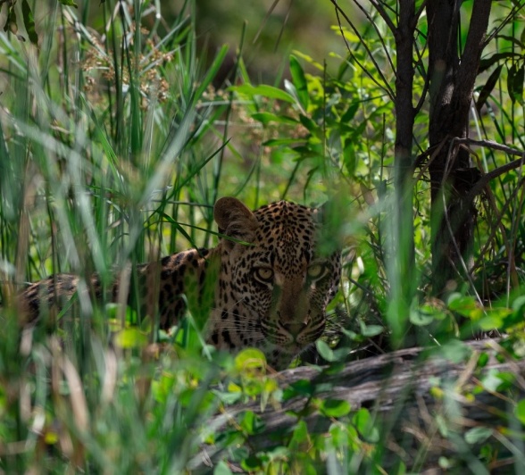 Sabi Sabi Viviane Ladner Golonyi Male Leopard