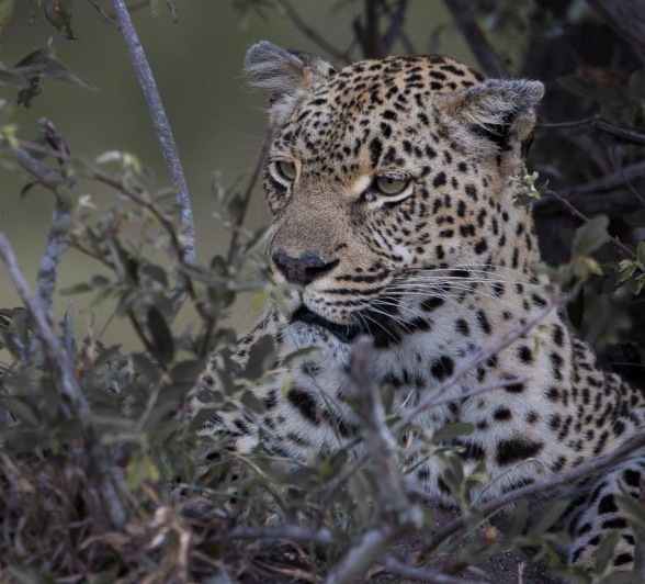 Tengile, a stunning female leopard, will let the male leopard know that she is ready to mate. Tengile, a stunning female leopard, will let the male leopard know that she is ready to mate.