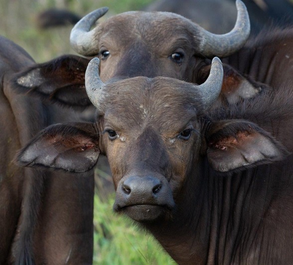 Two young buffaloes Two young buffaloes