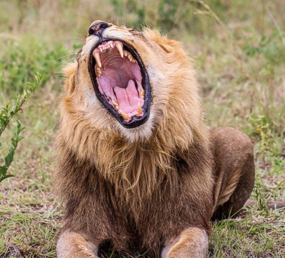 One of the Talamati males yawns in the morning sun. One of the Talamati males yawns in the morning sun.