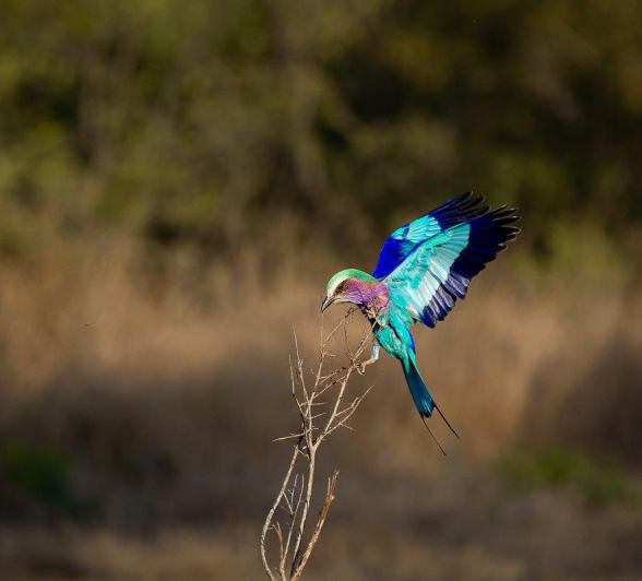 Lilac-breasted Rollers are insect-eating birds
