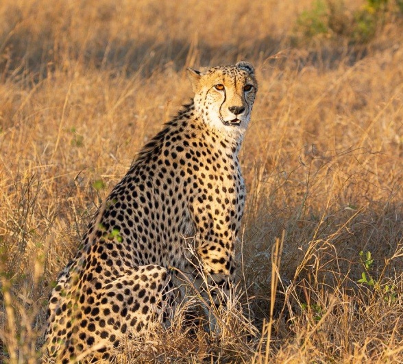 The cheetah, a master of daytime hunting, resting under a tree in the Sabi Sabi Reserve. The cheetah, a master of daytime hunting, resting under a tree in the Sabi Sabi Reserve.