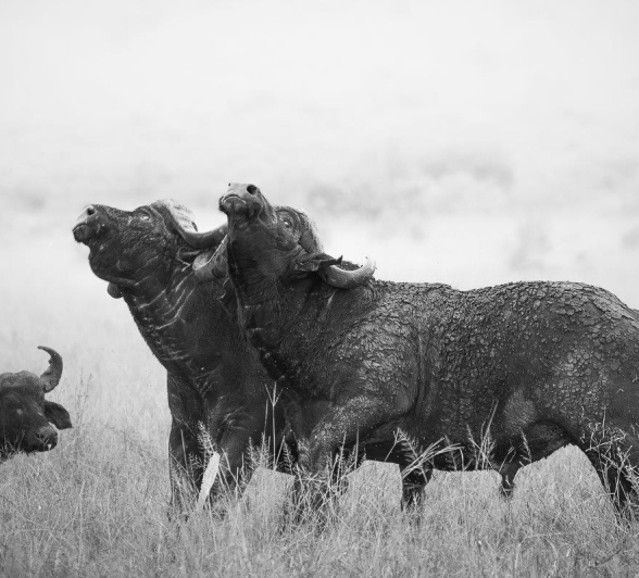 Sabi Sabi Jp Van Rooyen Buffalo Collision Sabi Sabi Jp Van Rooyen Buffalo Collision