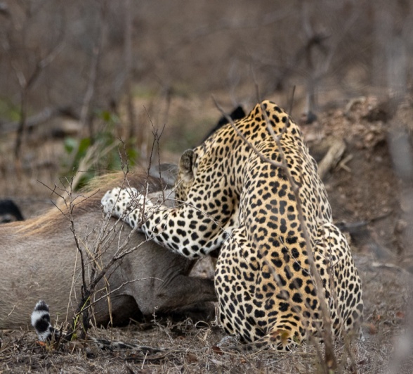 The leopard stands over its kill, asserting its dominance and marking the conclusion of the hunt. The leopard stands over its kill, asserting its dominance and marking the conclusion of the hunt.