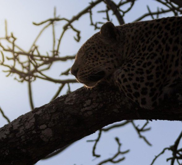 Mashaba rests his head on the branch of a tree. Mashaba rests his head on the branch of a tree.