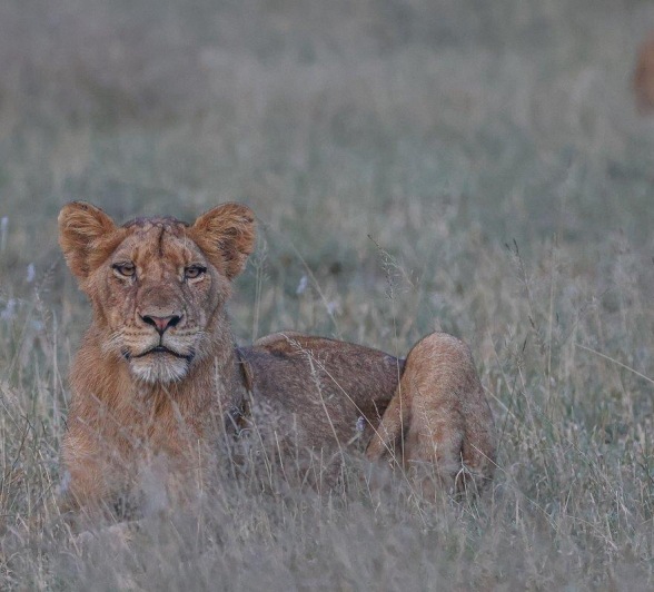 Sabi Sabi Ruan Mey Southern Pride Member