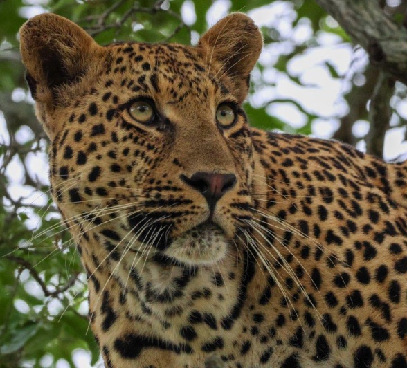 The Nottens male leopard is sighted near Sabi Sabi. The Nottens male leopard is sighted near Sabi Sabi.