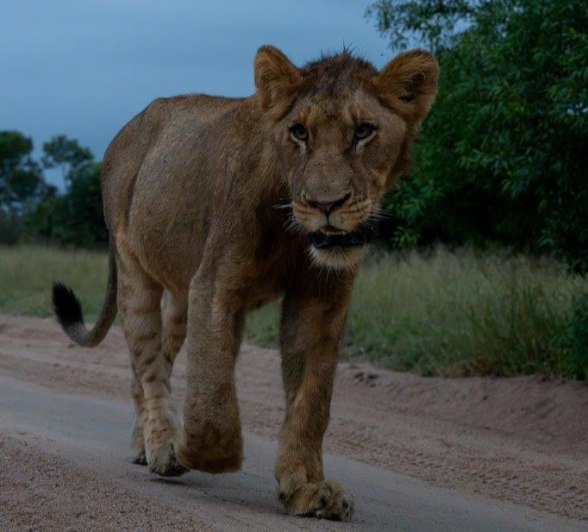 A sub-adult from the Msuthlu Pride walks along the road. A sub-adult from the Msuthlu Pride walks along the road.
