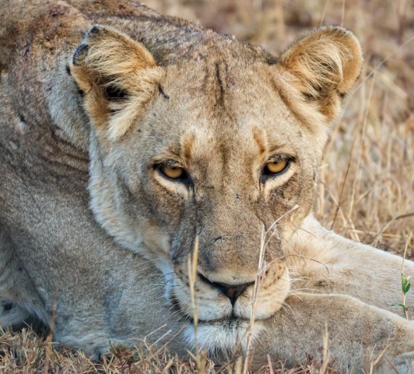 Sabi Sabi Jan Nel Msuthlu Lion Laying Sabi Sabi Jan Nel Msuthlu Lion Laying