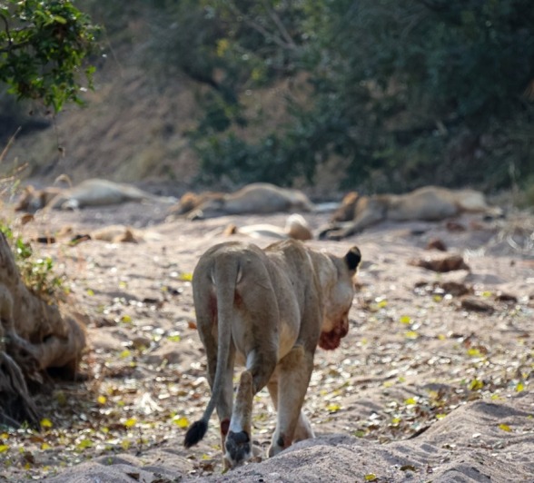 Sabi Sabi Jan Nel Msuthlu Lion Sabi Sabi Jan Nel Msuthlu Lion