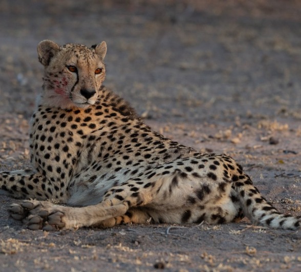 Sabi Sabi Viviane Ladner Makathini Cheetah Lays Down Sabi Sabi Viviane Ladner Makathini Cheetah Lays Down