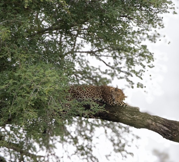 Sabi Sabi Ronald Mutero Khurhula In Treetops