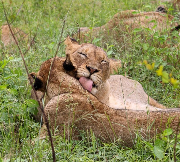 Two members of the Msuthlu pride bond.