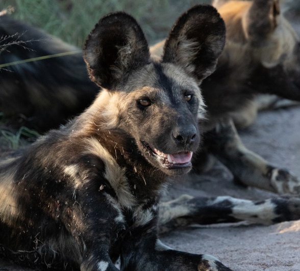 A30Jason Street   Wilddog   250123   3 Final