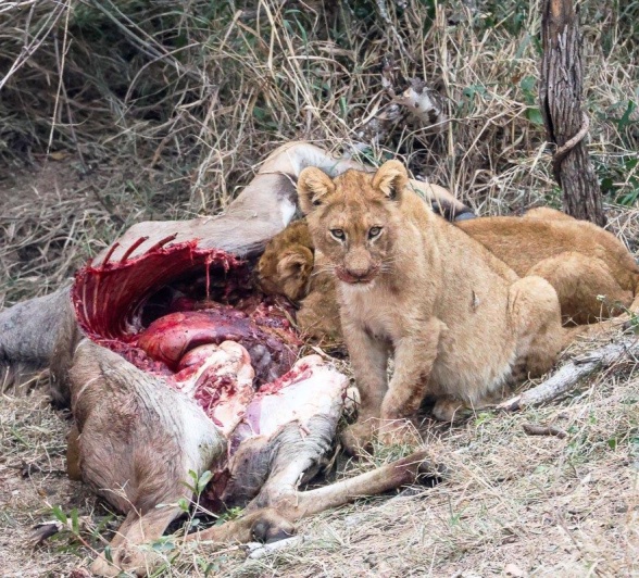 A Southern Pride cub feeds on an impala kill. A Southern Pride cub feeds on an impala kill.
