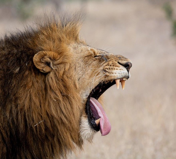 The formidable lion bears his sharp teeth with a big yawn.