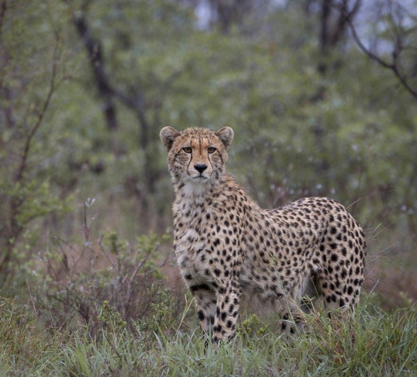 A male cheetah stands to attention in the thick bushveld. 
