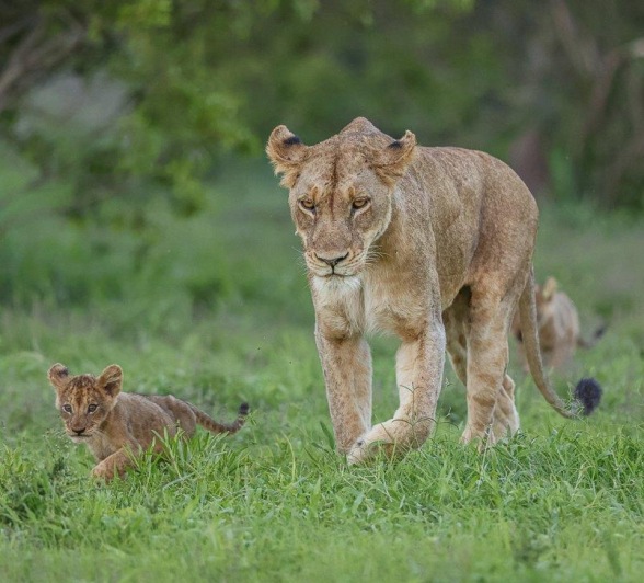 Sabi Sabi Ruan Mey Styx Pride With Cubs Sabi Sabi Ruan Mey Styx Pride With Cubs