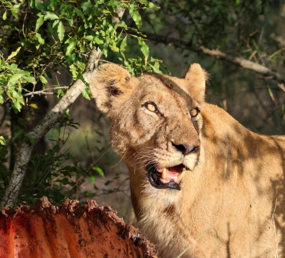 A lioness from the Southern Pride seen here with a kill. A lioness from the Southern Pride seen here with a kill.