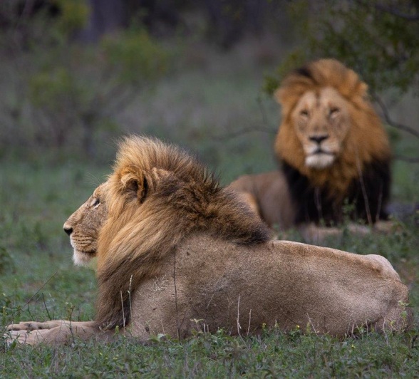 Two males from the Gijima pride. 